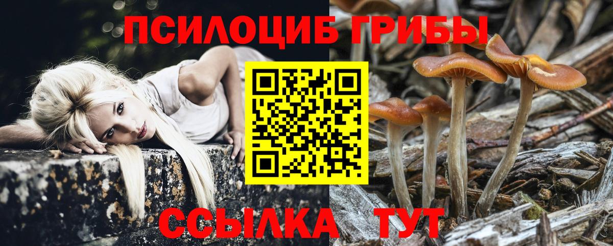 Псилоцибиновые грибы Psilocybine cubensis Дербент